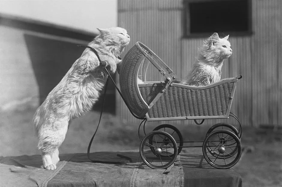Two long-haired cats, one standing beside a wicker pram and one sitting inside it, in a black-and-white photo.